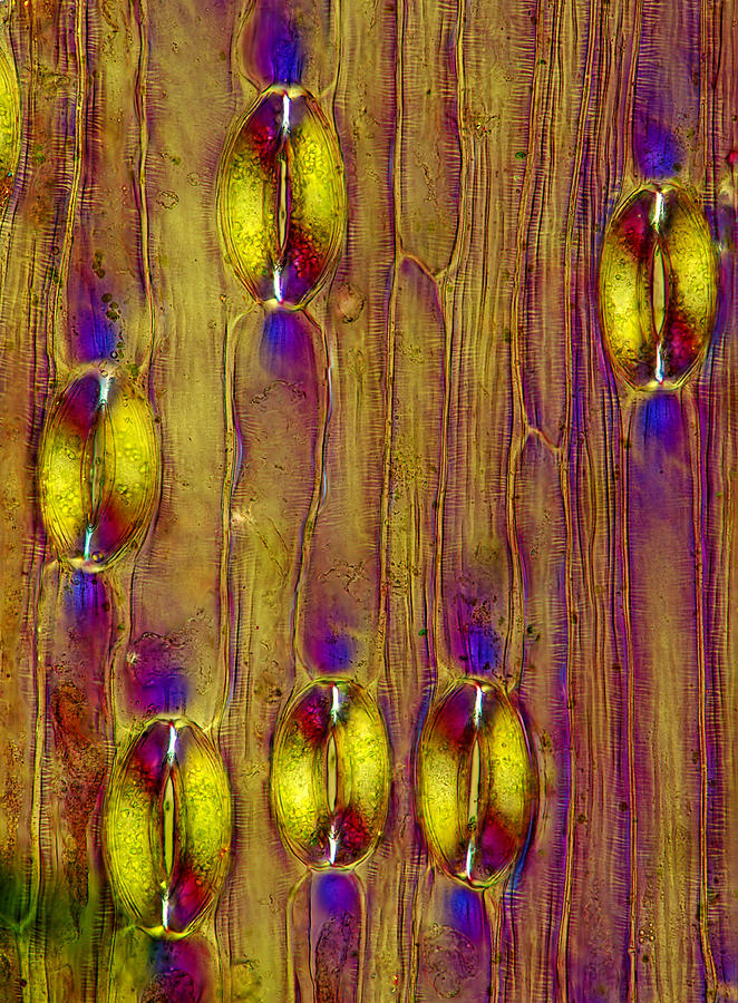 Lily Epidermis With Stomata, Lm #5 Photograph by Marek Mis