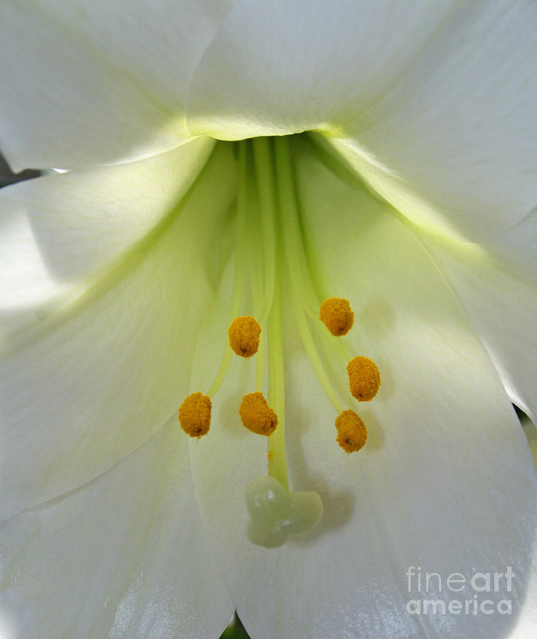 Lily Flower #4 Photograph by Karen Adams