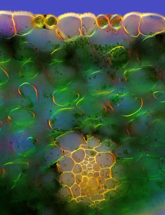 Lily Stalk Tissues With Stomata, Lm #5 Photograph by Marek Mis