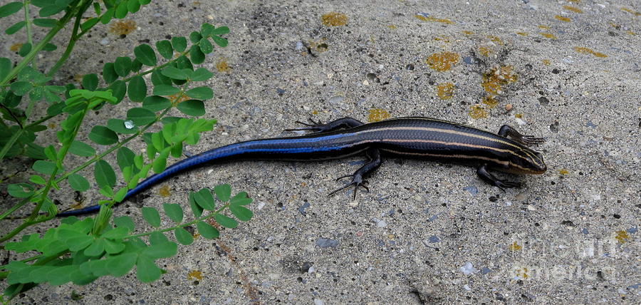 5 Lined Skink Photograph by Joshua Bales - Fine Art America