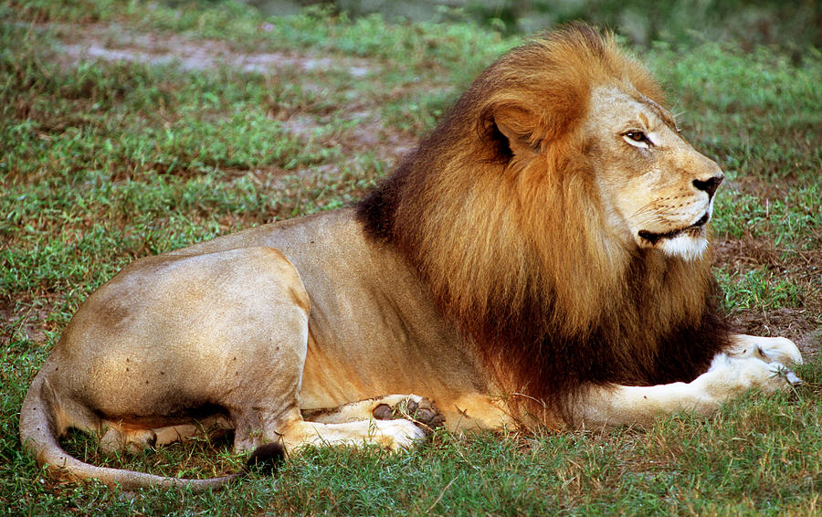 Lion #5 Photograph by Millard H. Sharp