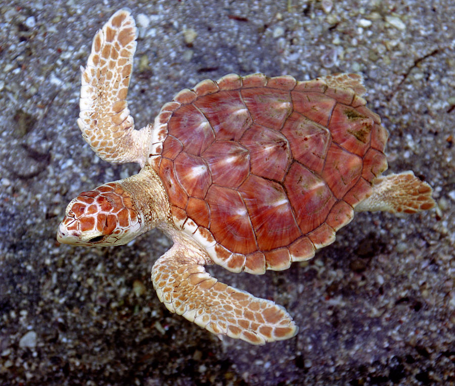 Loggerhead Sea Turtle Photograph By Millard H Sharp