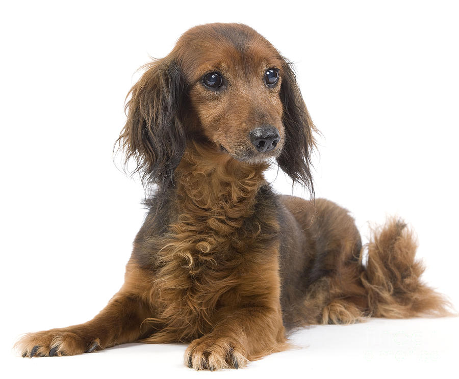 Long-haired Dachshund #2 Photograph by Jean-Michel Labat
