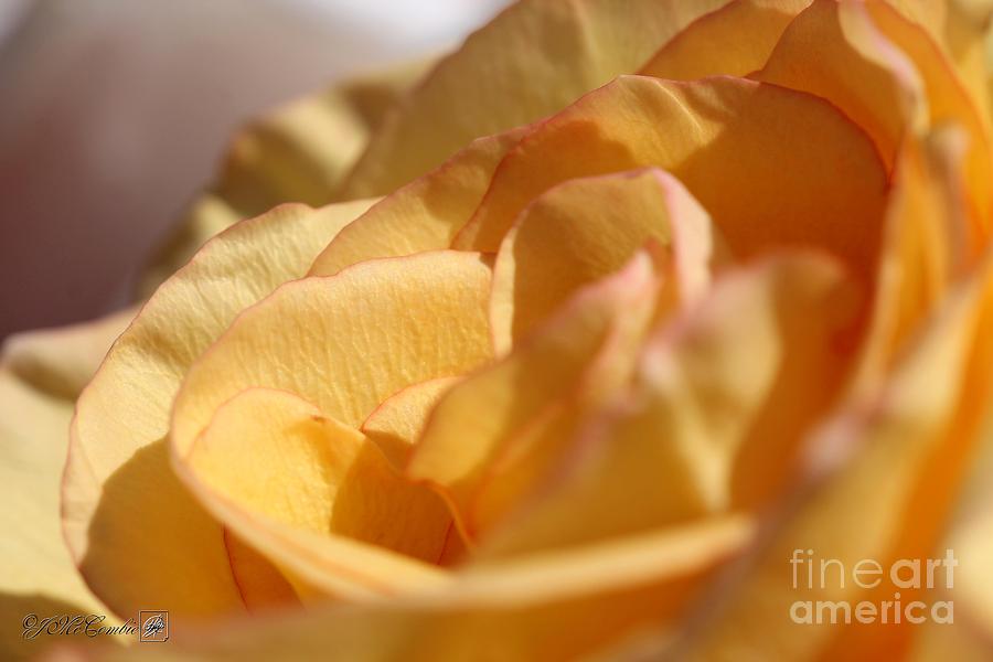Long-Stemmed Golden Yellow Rose #5 Photograph by J McCombie