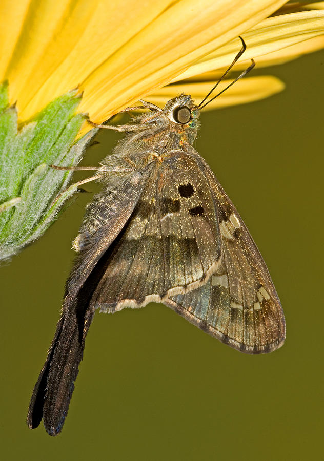 Long-tailed Skipper Butterfly #5 Photograph by Millard H. Sharp