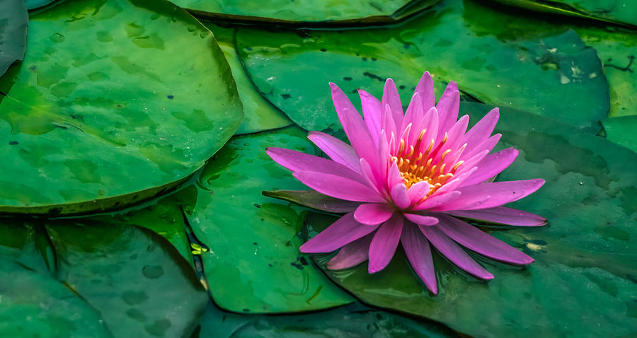 Lily Photograph - Lotus #5 by Brian Stevens