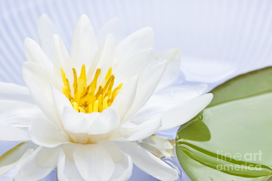 Lily Photograph - Lotus flower 3 by Elena Elisseeva