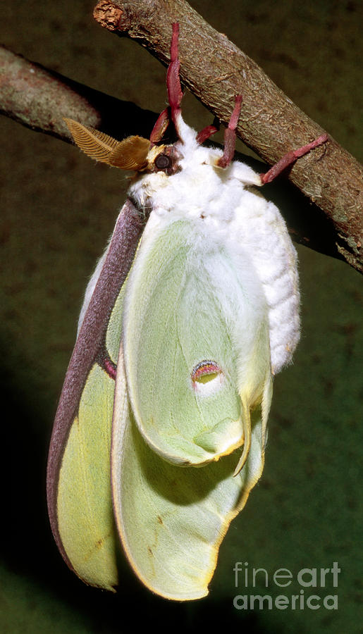 Nature Photograph - Luna Moth #5 by Millard H. Sharp