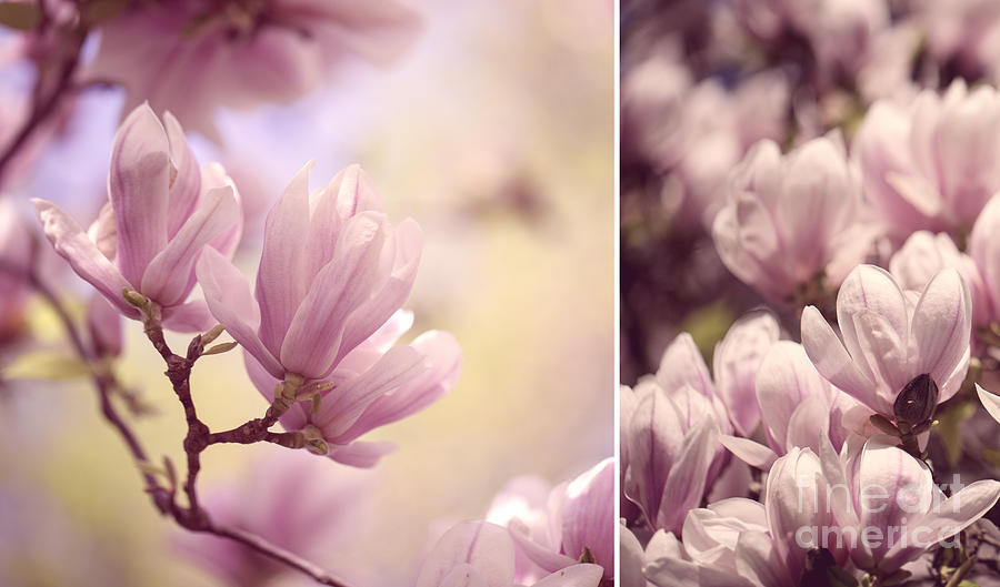 Magnolia Photograph - Magnolia Flowers by Nailia Schwarz Magnolia Photograph - Magnolia Flowers by Nailia Schwarz