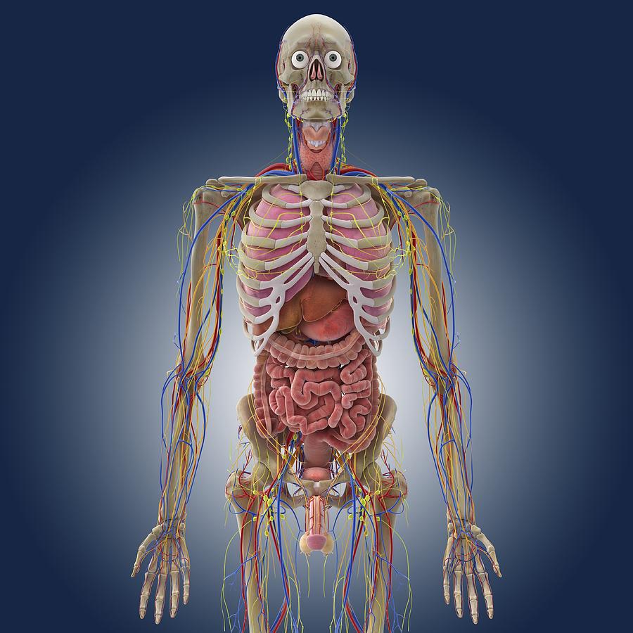 Male anatomy, artwork Photograph by Science Photo Library