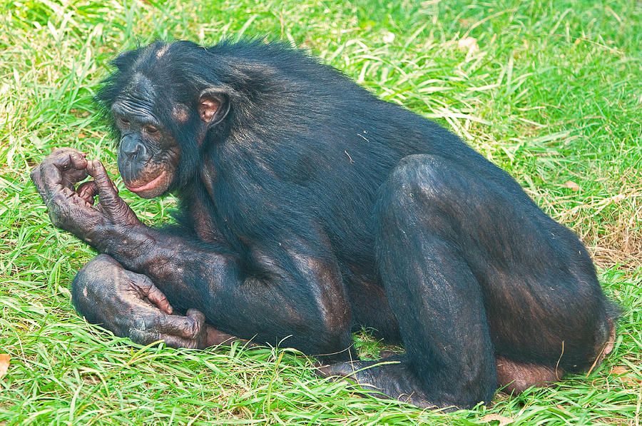 Male Bonobo #5 Photograph by Millard H. Sharp