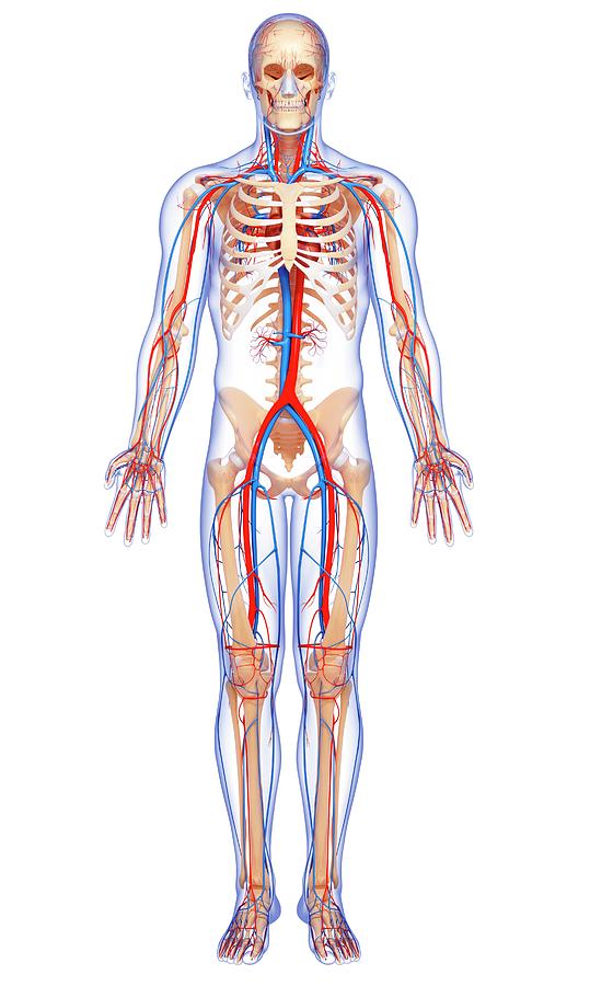 Male Cardiovascular System Photograph by Pixologicstudio/science Photo ...