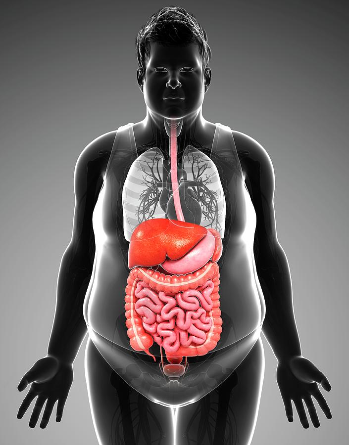 Male Digestive System Photograph by Pixologicstudio/science Photo ...