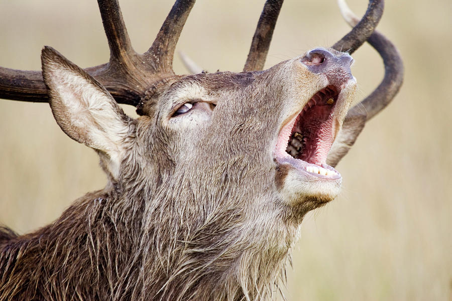European Red Deer Photograph - Male European Red Deer by John Devries/science Photo Library European Red Deer Photograph - Male European Red Deer by John Devries/science Photo Library