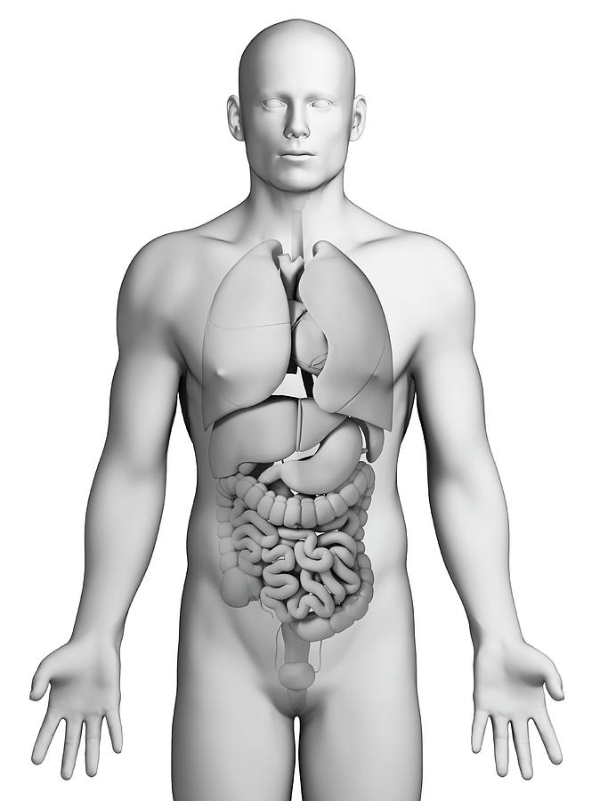 Illustration Photograph - Male Internal Organs #5 by Sebastian Kaulitzki