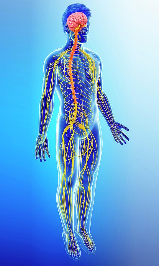 Male Nervous System #5 by Pixologicstudio/science Photo Library