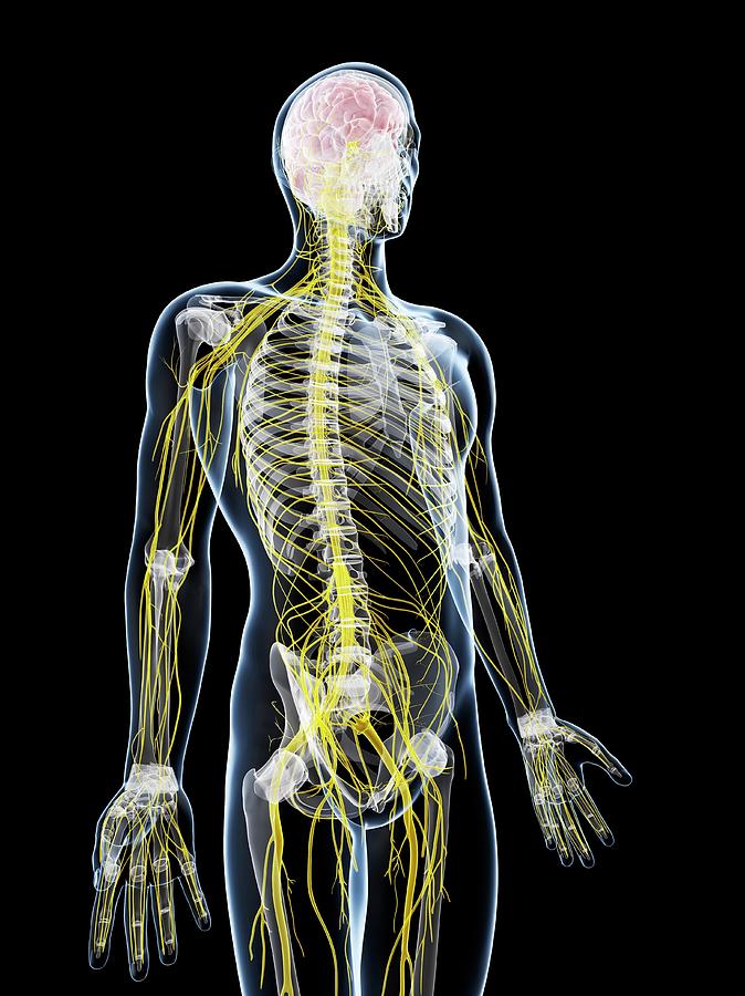 Male Nervous System Photograph by Sciepro/science Photo Library - Pixels