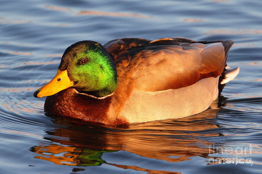 Mallard Duck #5 Photograph by Steve Javorsky