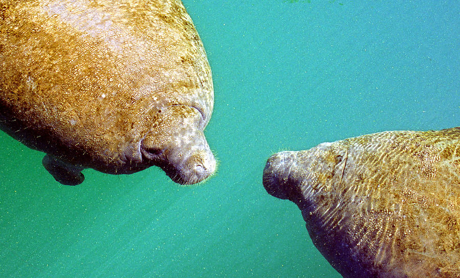 Manatee Trichechus Manatus Photograph By Millard H. Sharp - Pixels