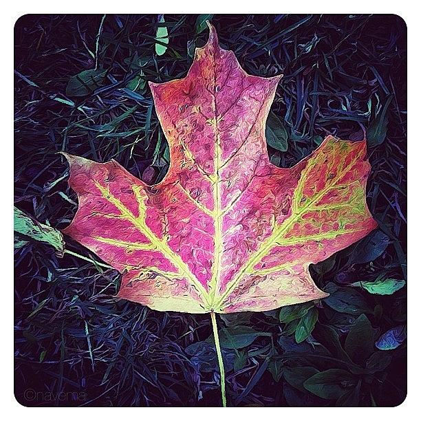 Nature Photograph - Maple Leaf #5 by Natasha Marco