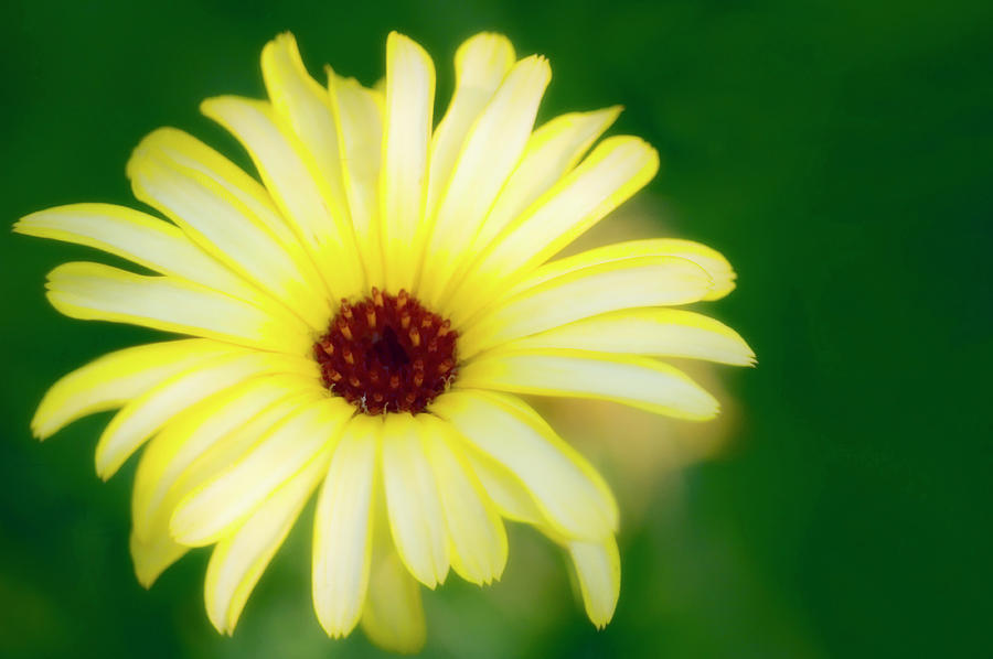 Summer Photograph - Marigold (calendula Officinalis) #5 by Maria Mosolova/science Photo Library