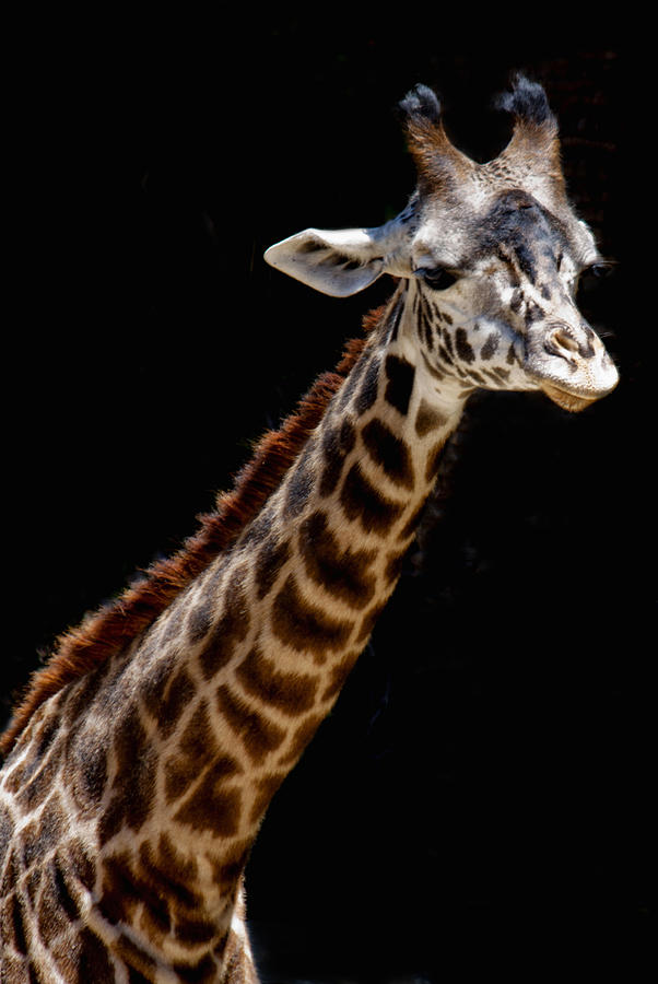 Masai Giraffe #5 Photograph by Ivete Basso Photography