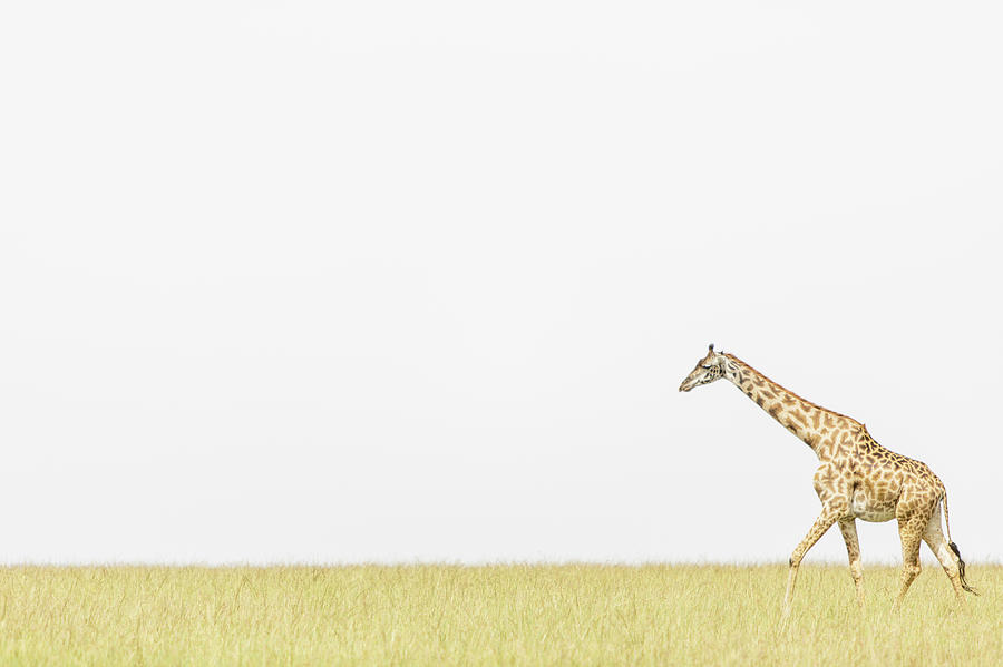 Masai Mara Reserve, Kenya #5 Photograph by Gavin Gough