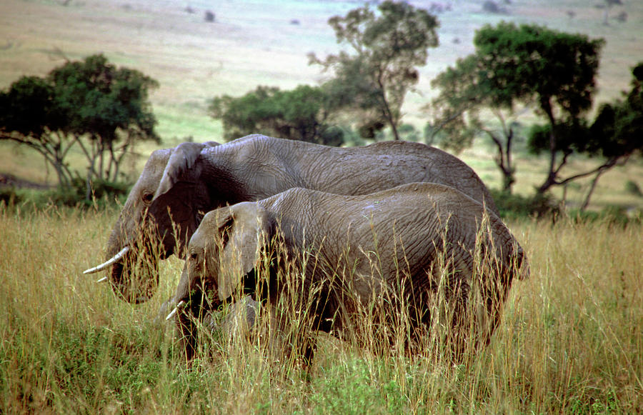 Elephant Photograph - Masai Mara #5 by Vw Pics