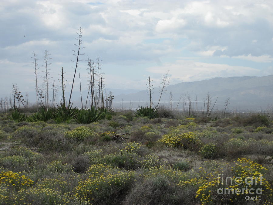 Meadow near Roquetas de Mar #5 Photograph by Chani Demuijlder