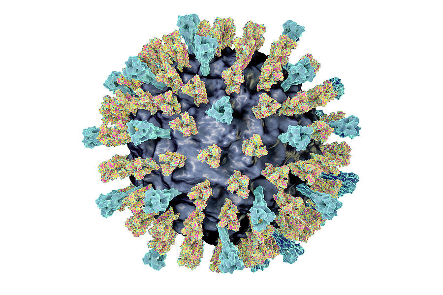 Measles Virus #5 Photograph by Kateryna Kon/science Photo Library ...