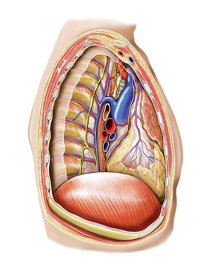 mediastinum-photograph-by-asklepios-medical-atlas-fine-art-america