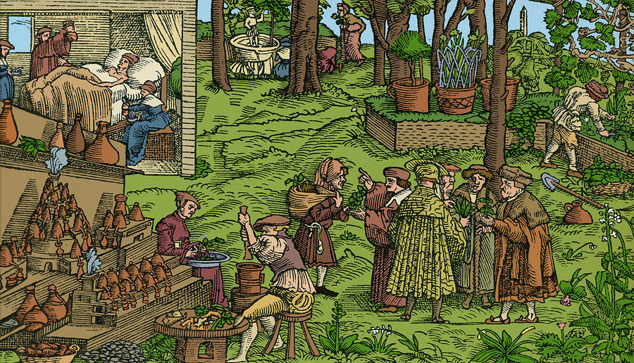 Medical Herb Cultivation, 16th Century #5 Photograph by Science Source
