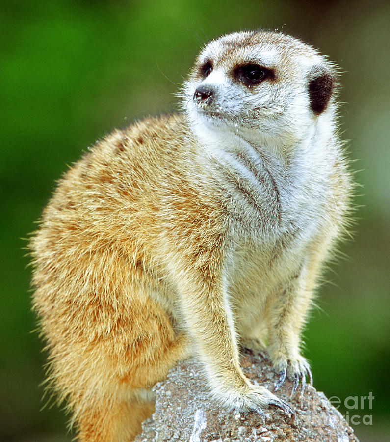 Meerkat #5 Photograph by Millard H. Sharp