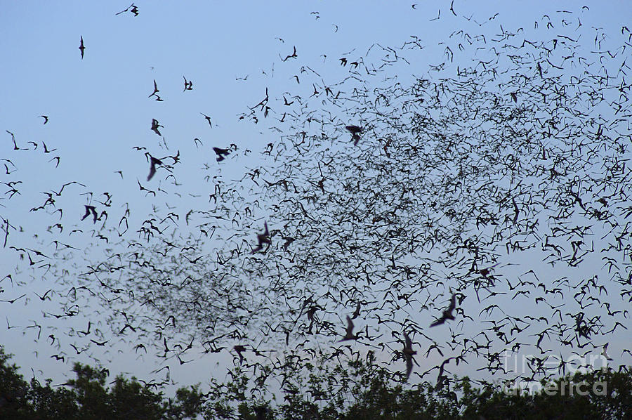 Mexican Free-tailed Bats #5 Photograph by Gregory G. Dimijian