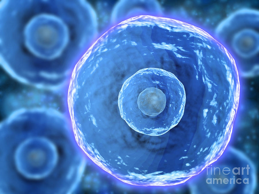 Microscopic View Of Human B-cells Digital Art