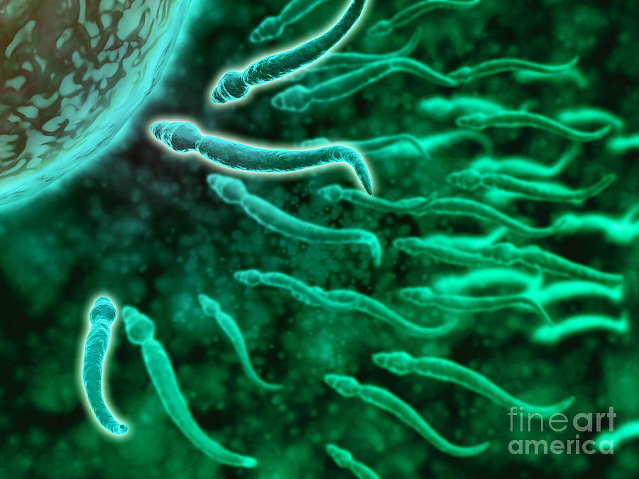 Abstract Digital Art - Microscopic View Of Sperm Swimming #5 by Stocktrek Images
