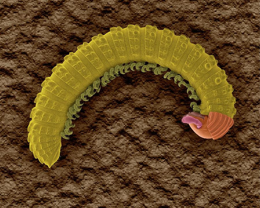 Millipede (class Diplopoda) #5 Photograph by Dennis Kunkel Microscopy/science Photo Library