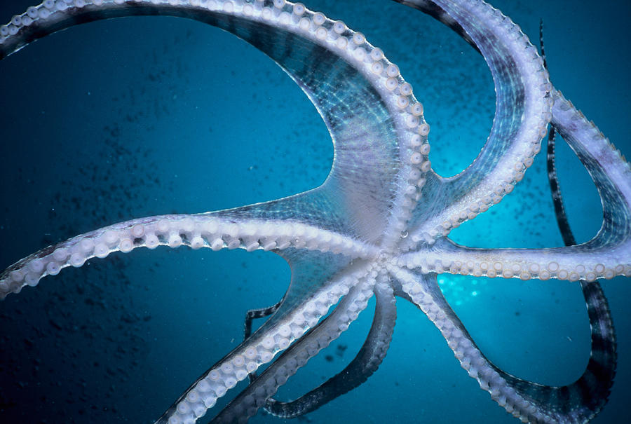Mimic Octopus #5 Photograph by Jeff Rotman - Pixels