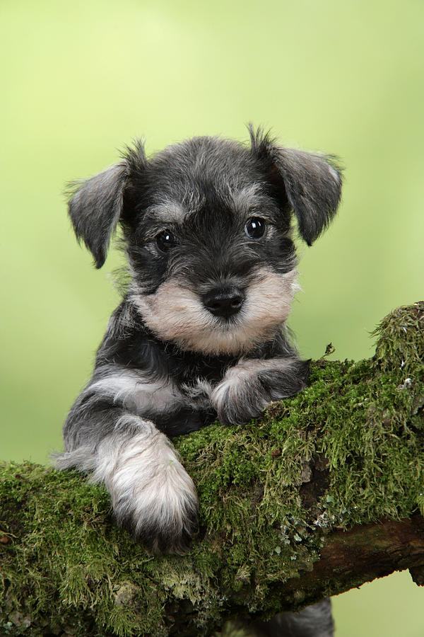 Miniature Schnauzer Puppy #5 Photograph by John Daniels