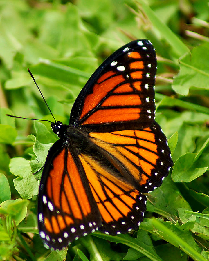 Monarch Butterfly Carrying Another Butterfly | sincovaga.com.br