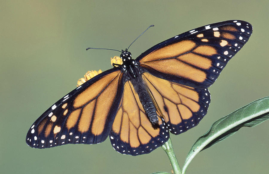 Monarch Butterfly Danaus Plexippus #5 Photograph by Millard H. Sharp