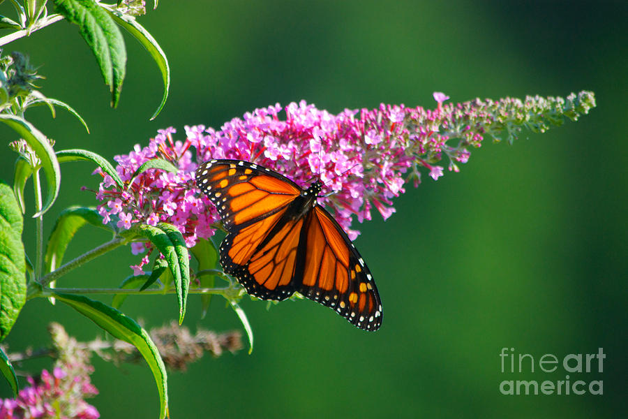 Monarch Butterfly #5 Photograph by Mark Dodd