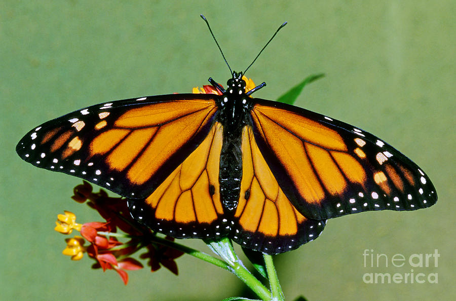 Monarch Butterfly #5 Photograph by Millard Sharp