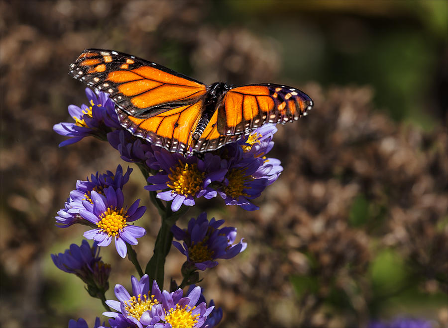 Monarch Butterfly #5 Photograph by Robert Ullmann