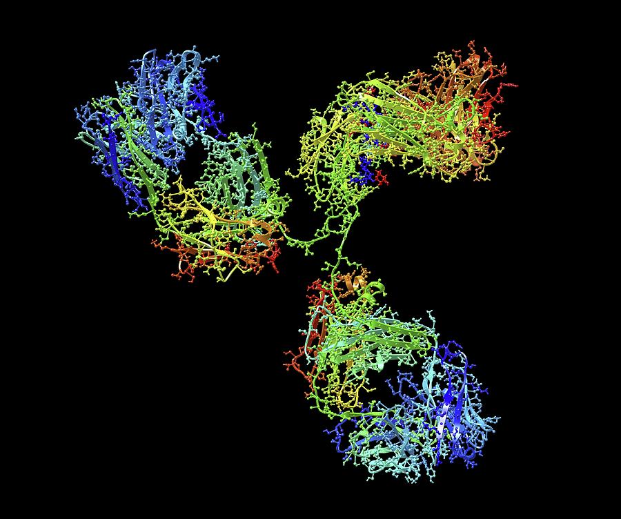 Monoclonal Antibody Igg2a Photograph By Alfred Pasieka Fine Art America