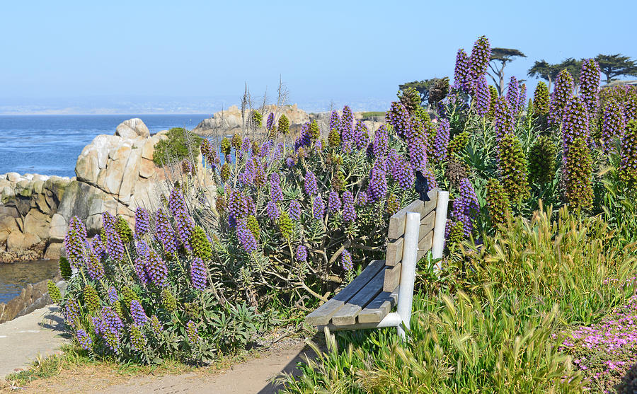 Monterey Bay National Marine Sanctuary  #5 Photograph by Joe Gima