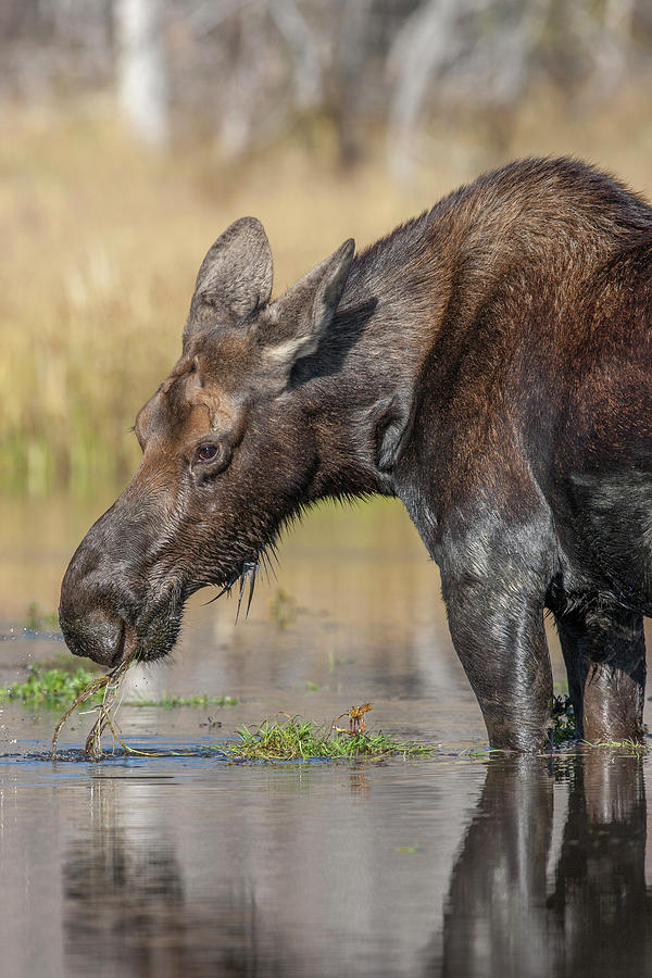 Grand Teton National Park Photograph - Moose In Watering Hole #5 by Tom Norring