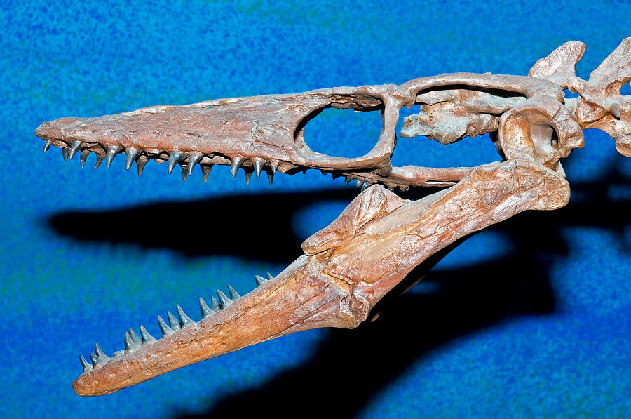 mosasaurus fossils and archeology