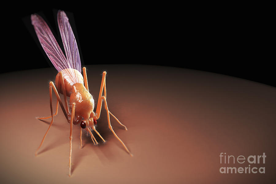 Mosquito Anopheles #5 Photograph by Science Picture Co