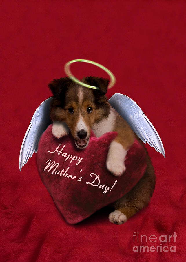 Candy Photograph - Mothers Day Sheltie Puppy #5 by Jeanette K